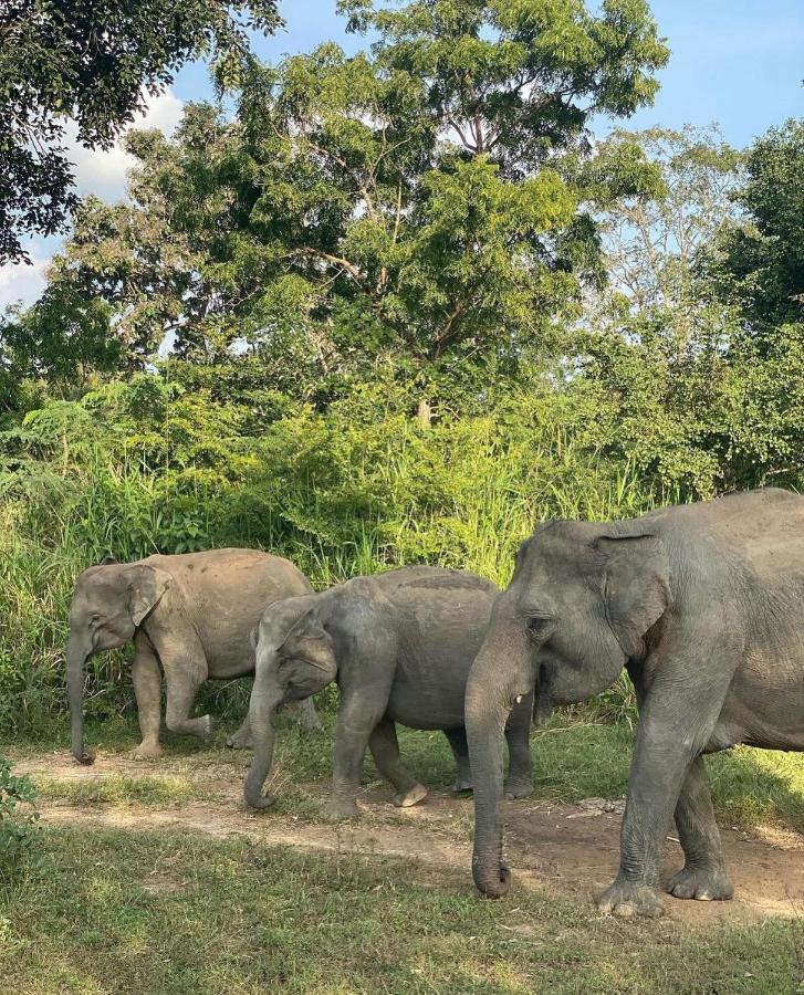 Hungry Lion Sigiriya Hotel ภายนอก รูปภาพ